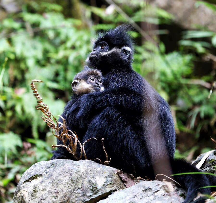 CQ9µç×Ó¡¤(Öйú)Ψһ¹Ù·½ÍøÕ¾